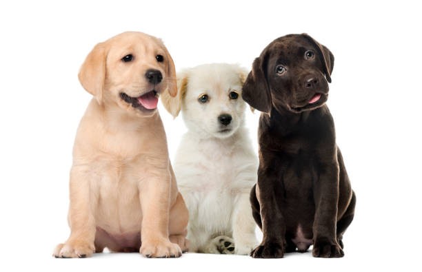 Labrador Triplets
